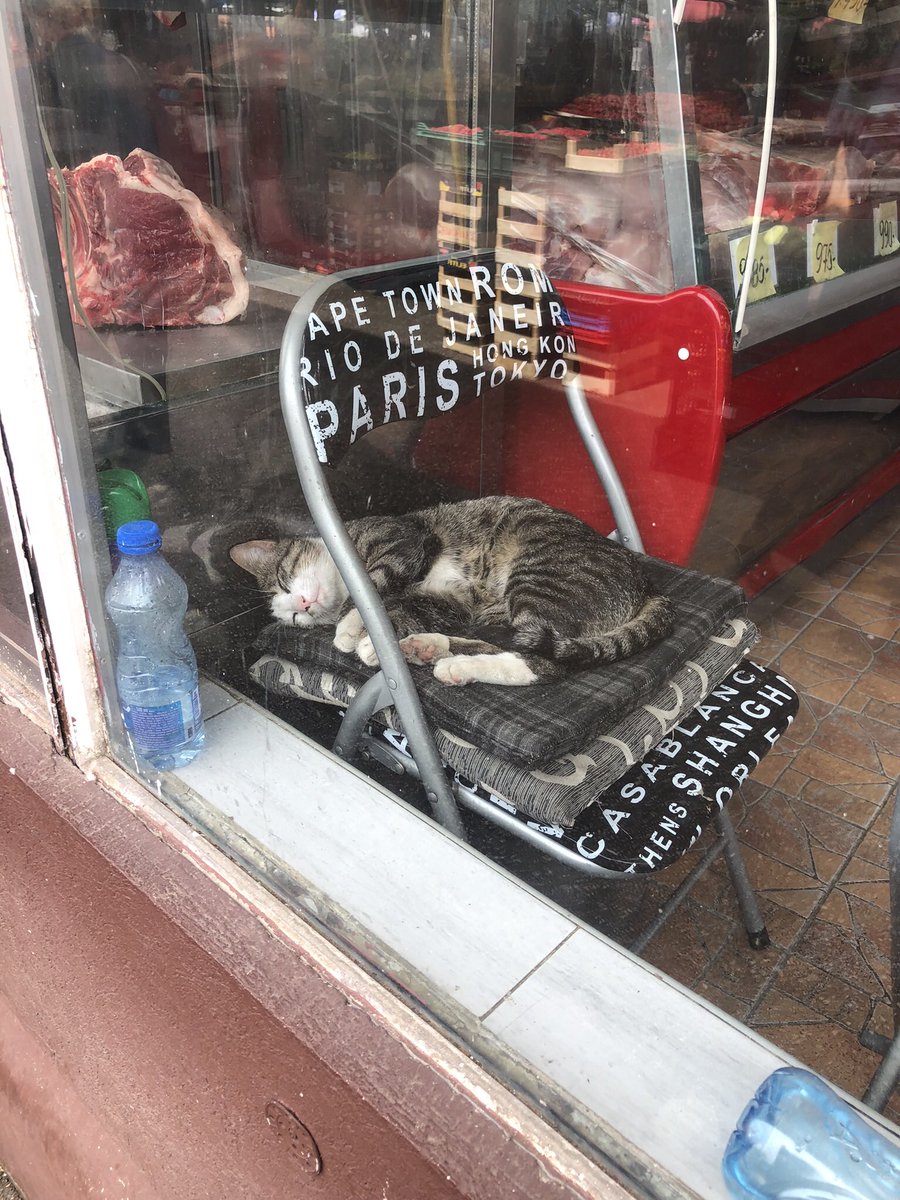 I pondered what this cat was dreaming of 😂 🥩 🐈‍⬛