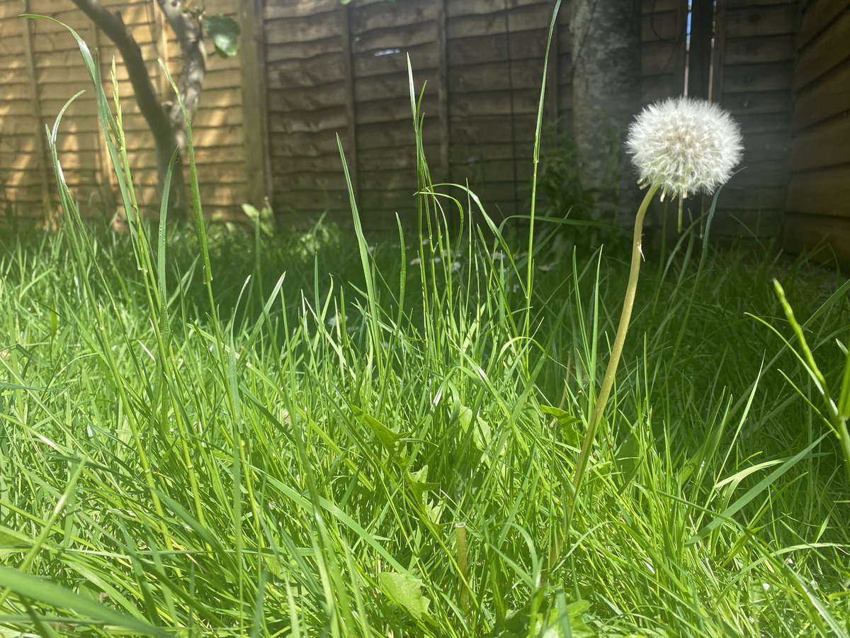 AnnieInspiredBy's tweet photo. @Natures_Voice Grass growing nicely and a few dandelions popping up! #NoNowMay
🐝 🦋 🐛 https://t.co/G0qsOr7etr