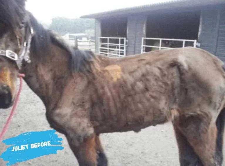 LEGACY GIVING: Every gift, small or large, will go directly towards the care of our 600 animals, and into animals that desperately need our help, like Juliet, who arrived here in a terrible state. Full details below. hopefield.org.uk/legacy-giving-…