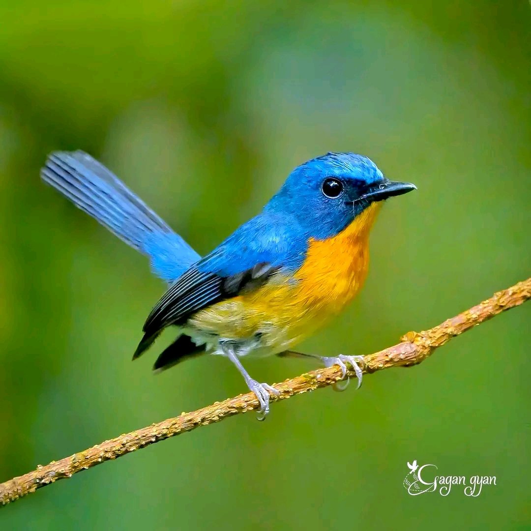 Hill blue flycatcher 🇲🇾 📷 Gagan Gyan ©️ #travel #malaysia #birds #TwitterNaturePhotography #beauty