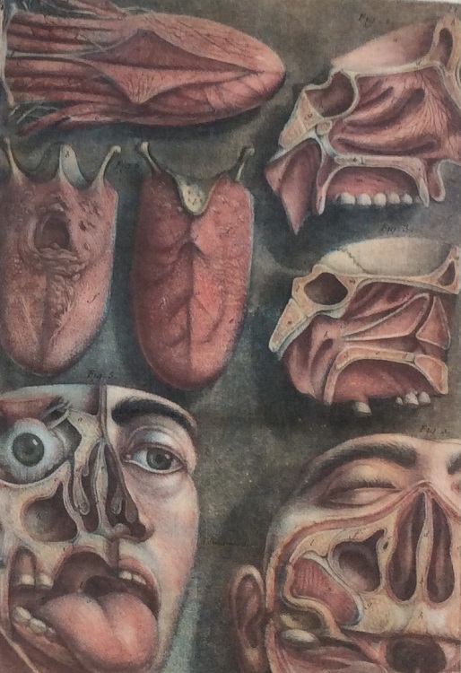 Exposition anatomique des organes des sens (c.1755) by Jacques-Fabien Gautier d’Agoty. The publication is one of the earliest anatomical works to use colour printing in its illustrations. #medicalhistory #anatomy
