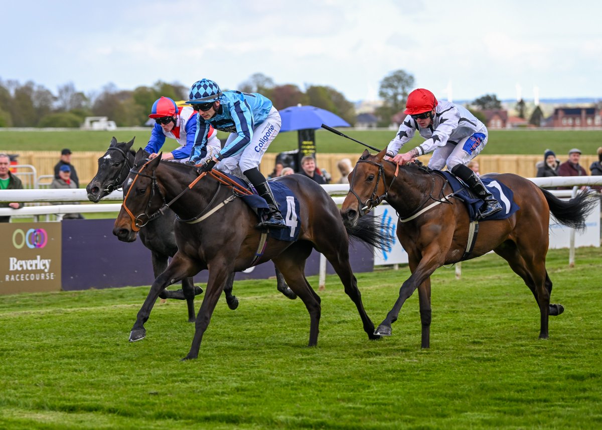 Beverley form on display 👀 Westwood winners JAYVEE & CALL ME HARSWELL head to @yorkracecourse this afternoon as they bid for success in the Marygate Listed Stakes. We will be cheering them both on in the office, good luck to all connections!