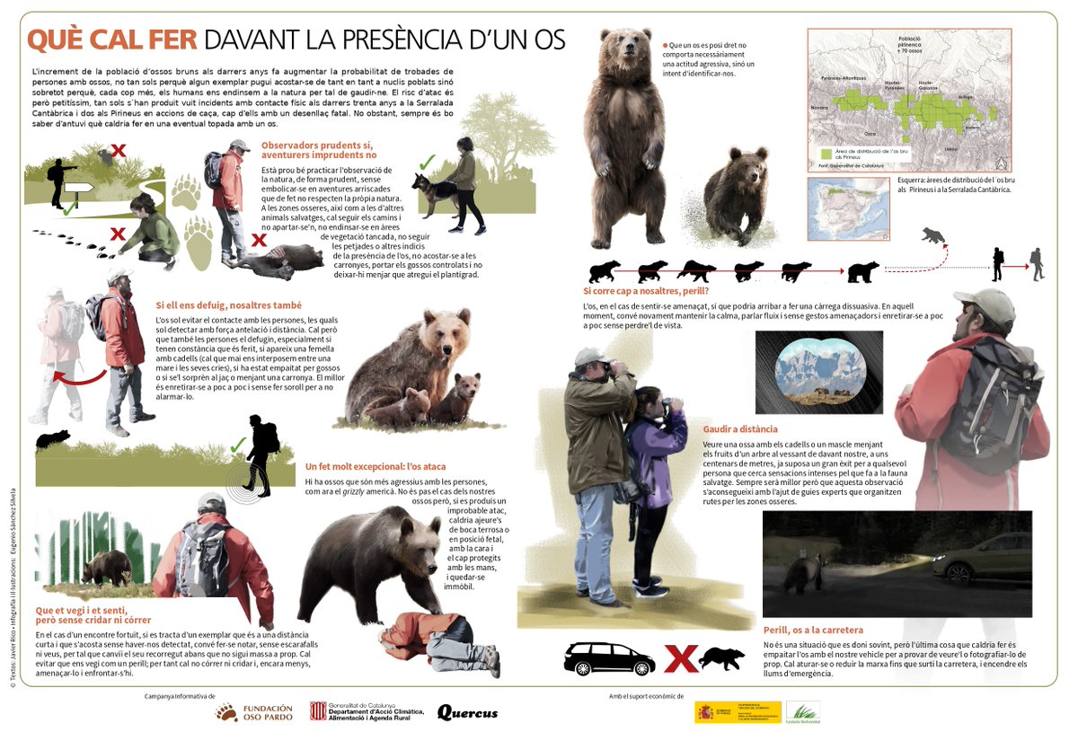 🐻 L’os bru és un animal discret que evita la presència humana. 🟢 No obstant, si veiem o ens trobem amb un #OsBru, cal que evitem situacions de risc i seguim aquestes pautes de comportament 👇 ℹ️ ow.ly/zrec50RI6jY