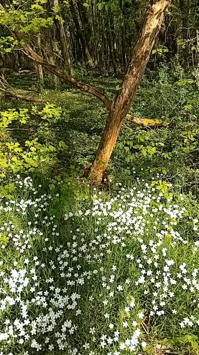 Un rayon de soleil et la forêt s'illumine comme par magie !😍 Bon après-midi 😊🌳🌼🌿🌞🍃