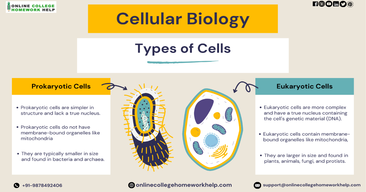 Onlinechwhelp's tweet image. 💁Knowledge Upgradation
Get in Touch with Us
📲 +91-9878492406
🌐 onlinecollegehomeworkhelp.com
📩 support@onlinecollegehomeworkhelp.com
Follow Us 👇
linktr.ee/onlinecollegeh…
#onlinetutoring #helpmewithassignment #academicsupport #onlinecollegehomeworkhelp
#cells #cellularbiology