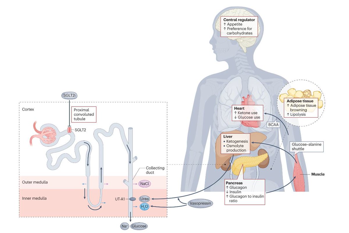 Featured in our June issue: Tony K. T. Lam &amp; colleagues review the potential mechanisms by which #obesity might influence #kidney function and discuss regulation of body weight by the kidney rdcu.be/dH64n
