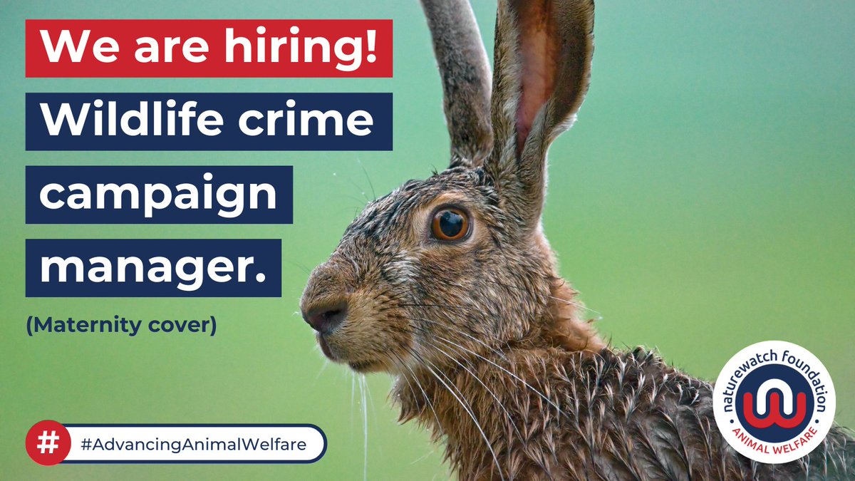 Wildlife Crime Campaign Manager Job – Maternity Cover. Want to join our team and help prevent cruelty to wildlife? More information on how to apply here: charityjob.co.uk/jobs/naturewat… #WeAreHiring #UKjobs