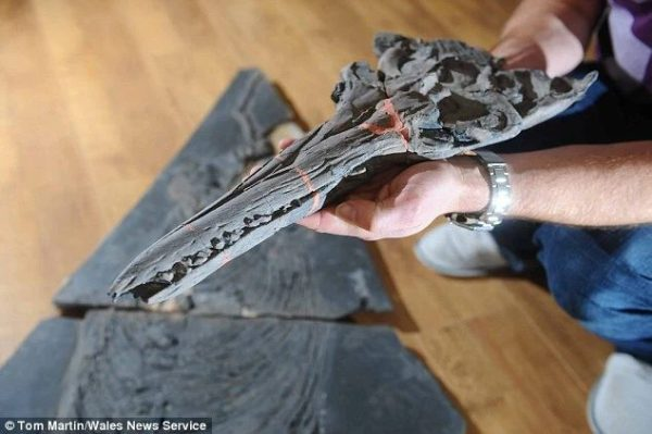 A remarkable ichthyosaur fossil, believed to be approximately 200 million years old, has recently been uncovered on the ѕһoгeѕ of Penarth in South Wales. CREDIT: Dino Explorers #Icthyosaurs