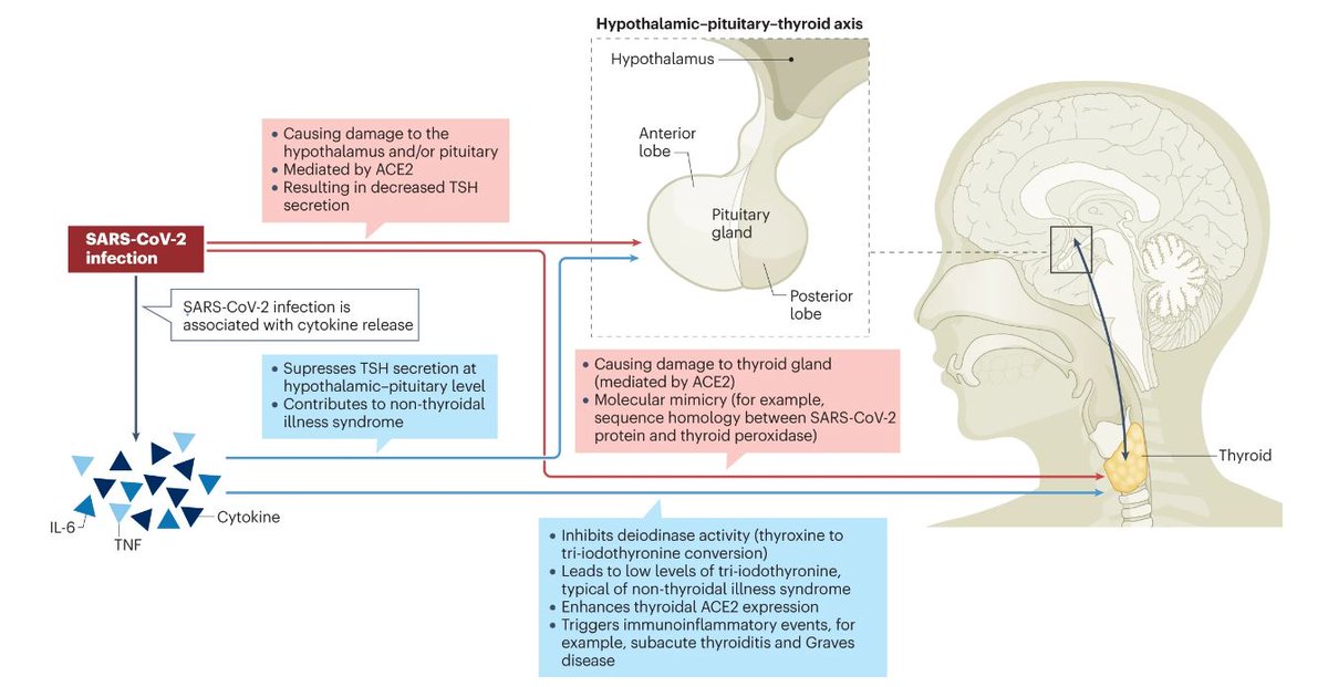 From our June issue: a Review providing an updated summary of evidence regarding #COVID19 and #thyroid dysfunction (£) go.nature.com/3SMhcJT @DavidLui_HKU @leechihopaul @woo_yc @IvanHung2 @hkumed @hkudeptmedicine