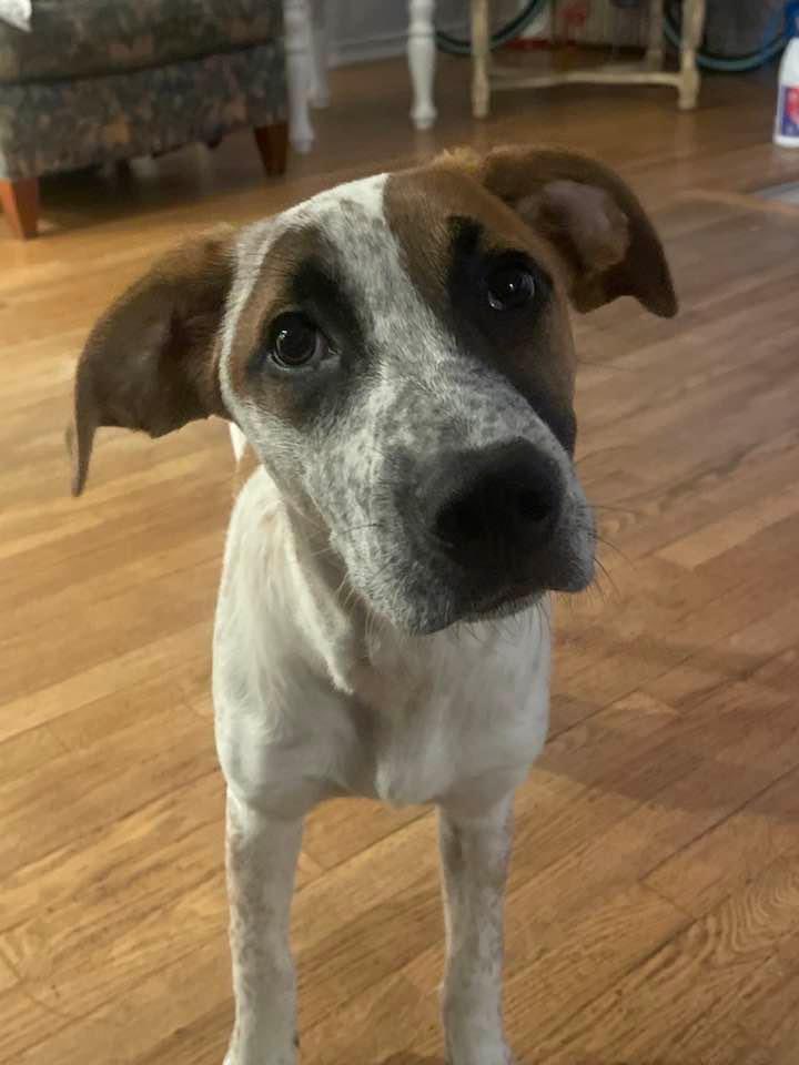Share share share! Why doesn’t anyone want me? let’s find Cher a furever home! She’s still a baby at 5 months! She sleeps all night, she is fine when left alone, house broken, just a love bug, super gentle and loves kids and other dogs! Please apply! Coldnosewarmheart.org