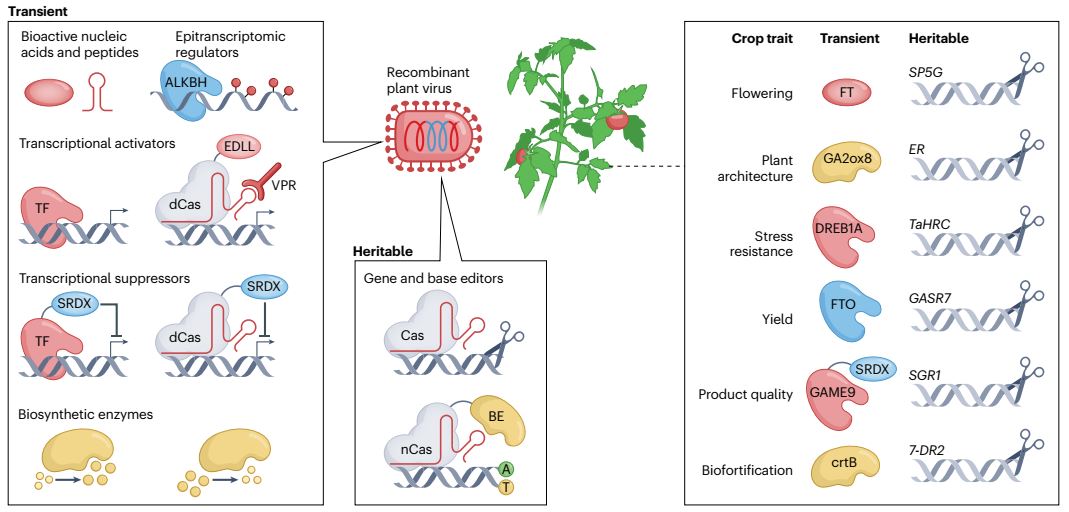 Gene therapies for crops? Let's discuss about it: 'Engineering good viruses to improve crop performance' Nature Reviews Bioengineering @natrevbioeng Full-text access 🔗: rdcu.be/dH1Jw Thanks to @ChristineHorejs @kwon_tak @IBMCP @CSIC