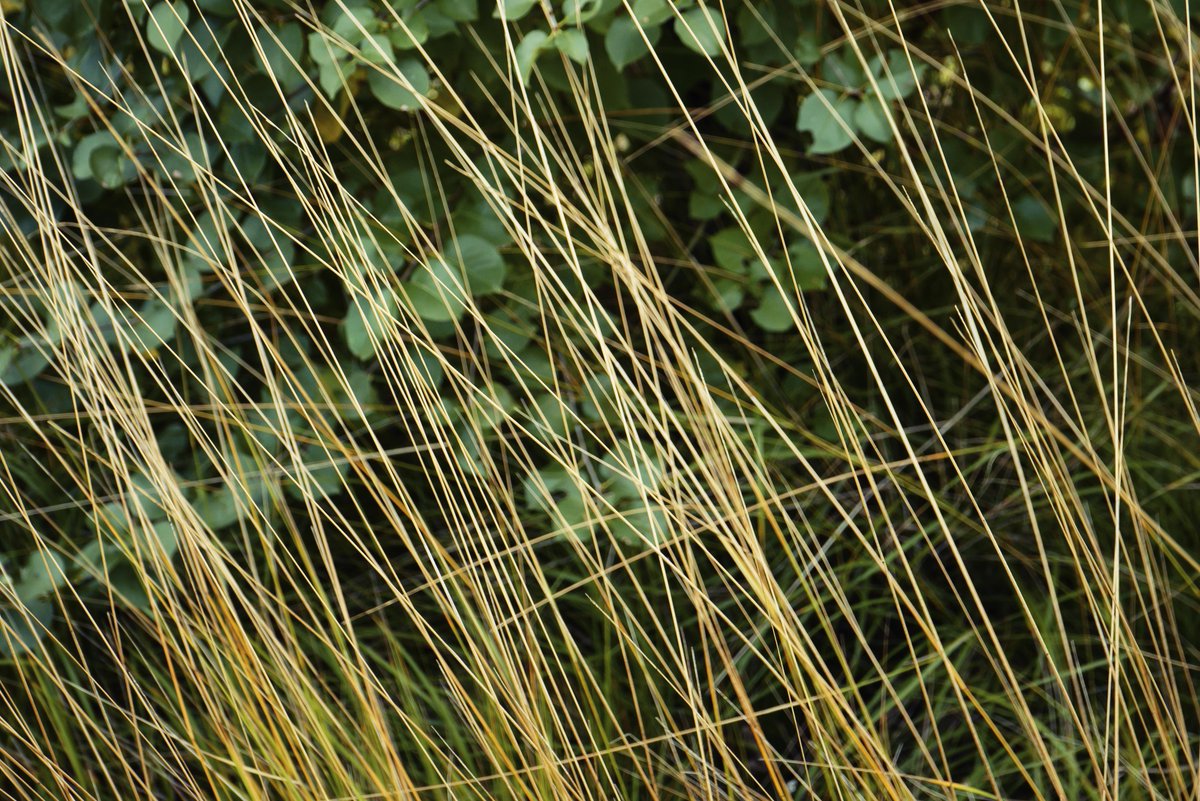 Grassland. #NatureIsAmazing #Photoforinspiration