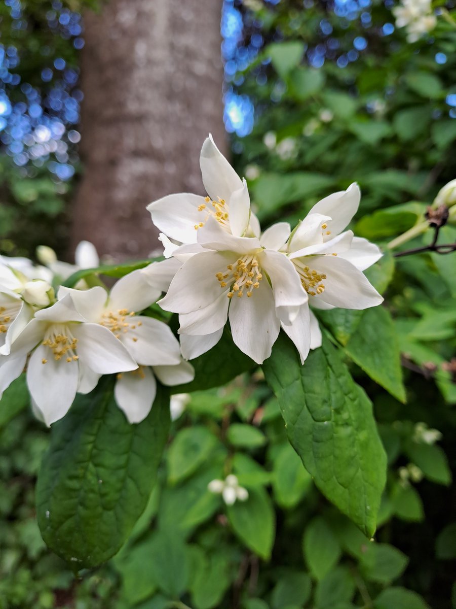 May sunshine is bringing out the flowers at Prior Park. Lilac is filling the Cabinet with its sweet scent and in the Wilderness you'll find the mock orange shrub starting to bloom. Down by the lower lakes the white flowers on the rosa pimpinellifolia are coming out. #GW2for1