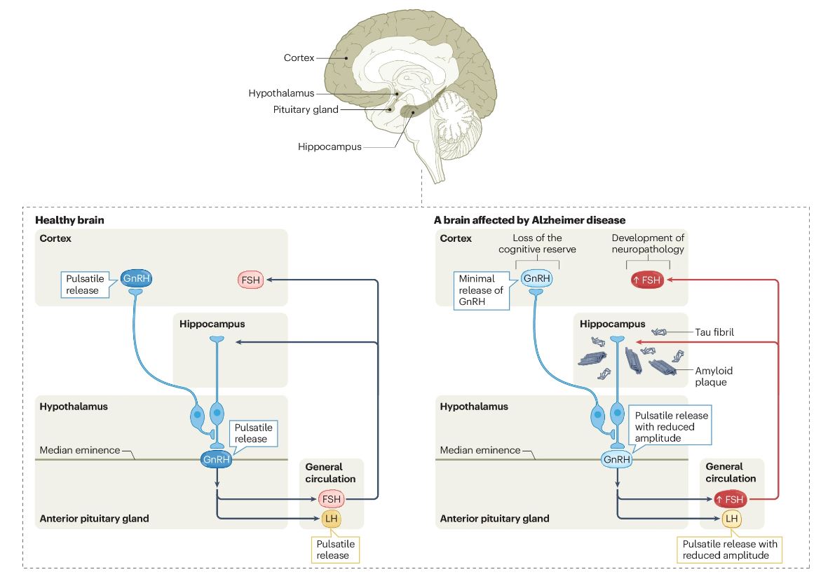 In our latest issue: Florent Sauvé, Loïc Kacimi & Vincent Prévot discuss the hypothalamic–pituitary–gonadal axis and the enigma of #Alzheimer disease sex differences rdcu.be/dH67p