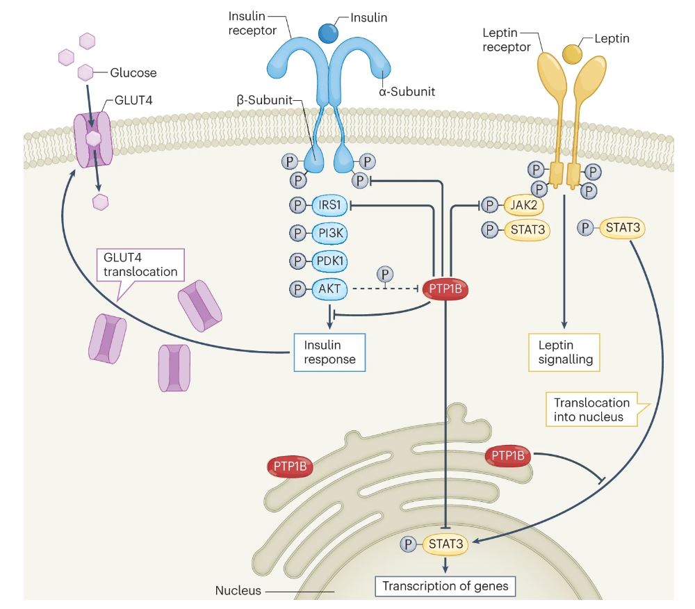 In our latest issue: Mirela Delibegović, Sergio Dall’Angelo & Ruta Dekeryte review the role of protein tyrosine phosphatase 1B in #metabolic diseases and drug development (£) go.nature.com/3ITjPoo