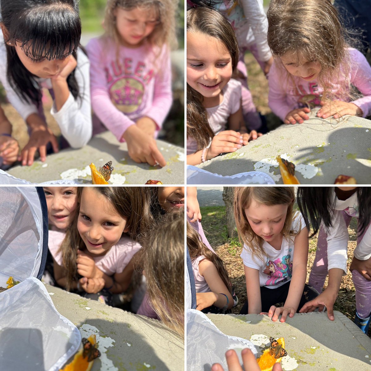 From caterpillars to butterflies, our grade 1 class spreads wings of wonder releasing butterflies in our peace garden!
The grade 1s did such a great job caring for the butterflies that some of them were ready to fly! 🦋🌸#HandsOnScience #STEMed #NatureNurtures #ButterflyRelease