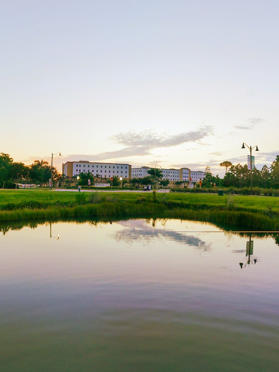 POV: You're a turtle at SoVi during sunrise! ☀️🌴 #FGCU #sunrise