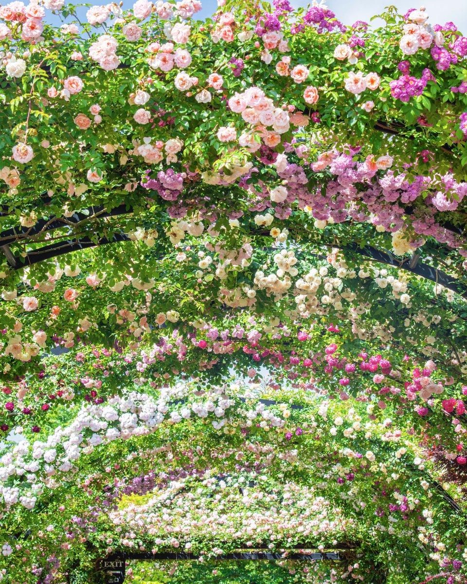 今年一番美しい季節がやってきた横浜イングリッシュガーデンでは、無数のバラが大アーチを縁取る、夢のような「ローズトンネル」が最も満開のタイミングを迎えています！