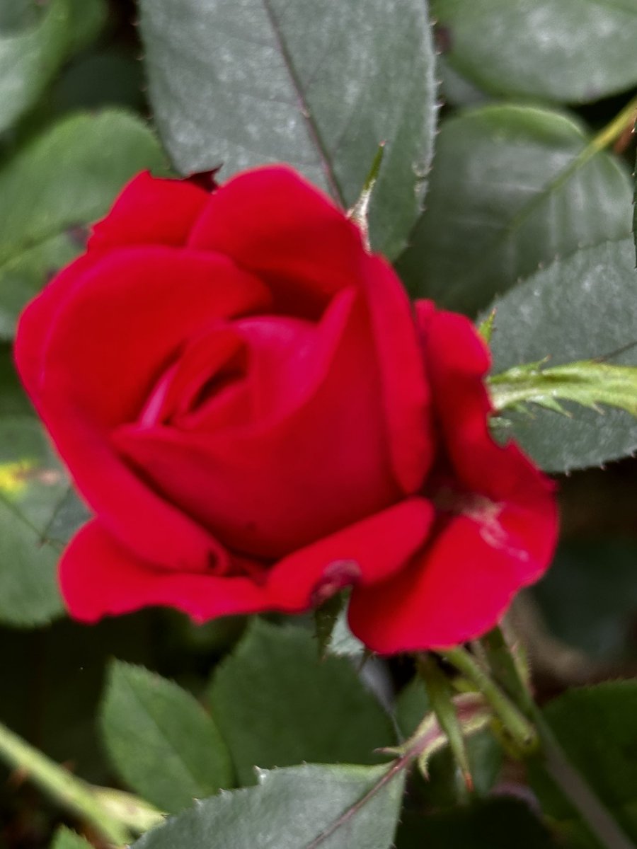 Happy Thursday everyone have a wonderful day.#GardeningX #FlowersOnX #RoseOnX