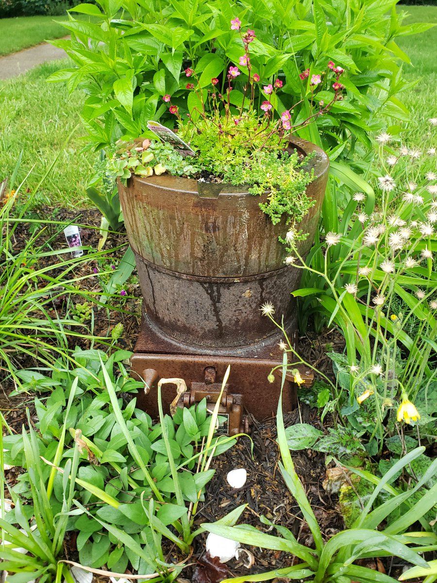 An antique water heater makes a good planter 🌺