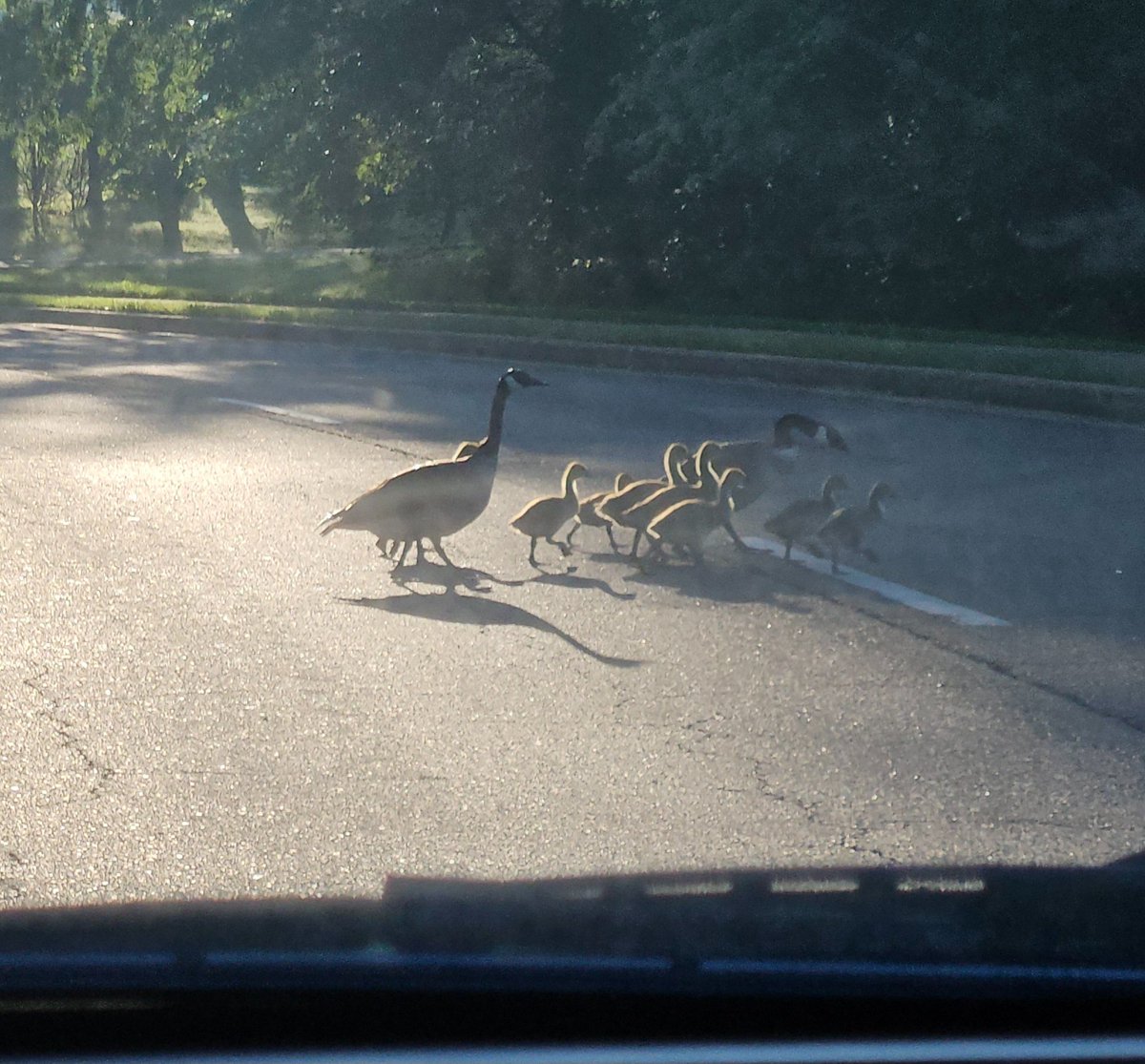 Cutest traffic jam ever