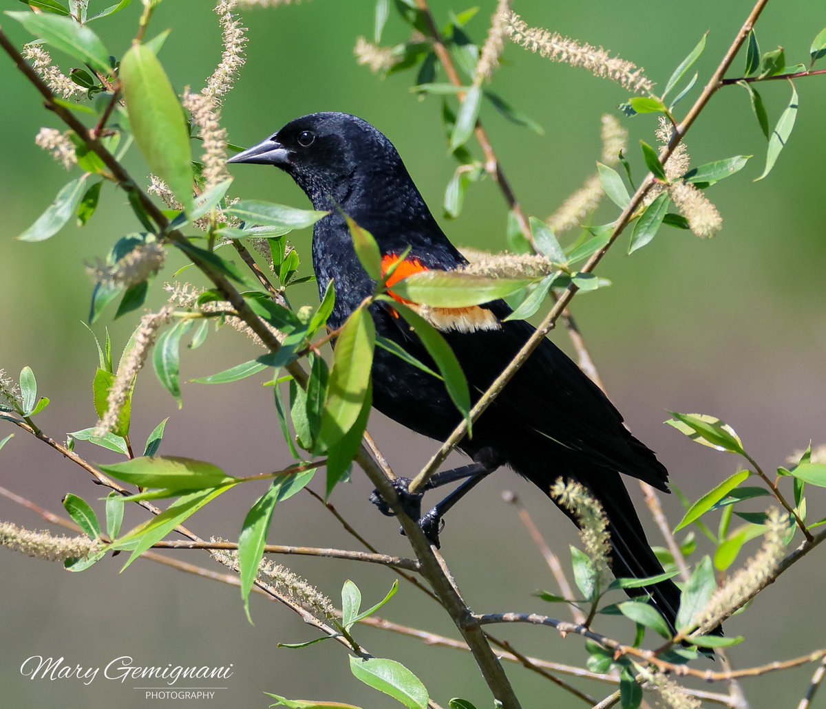 Red-winged Balckbird in the catkins.