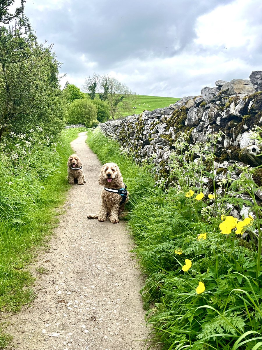 Off out on more doggy adventures 🐾🐾
#YorkshireDales