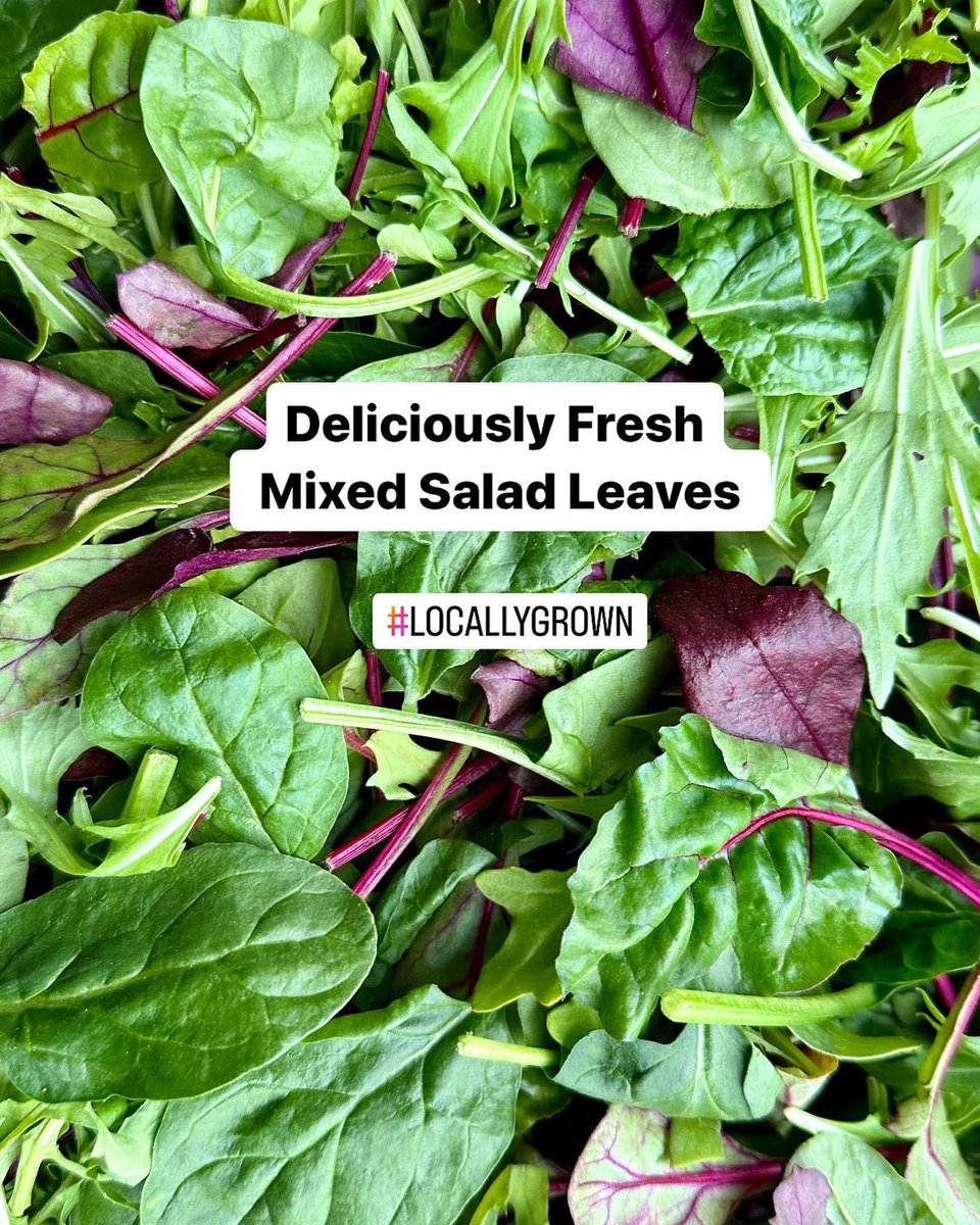 Dive into the vibrant flavours of locally grown mixed salad leaves! Packed with nutrients and bursting with flavour, these greens are the perfect way to elevate any meal. #EatLocal #FreshGreens #SupportLocalFarmers 🌱✨