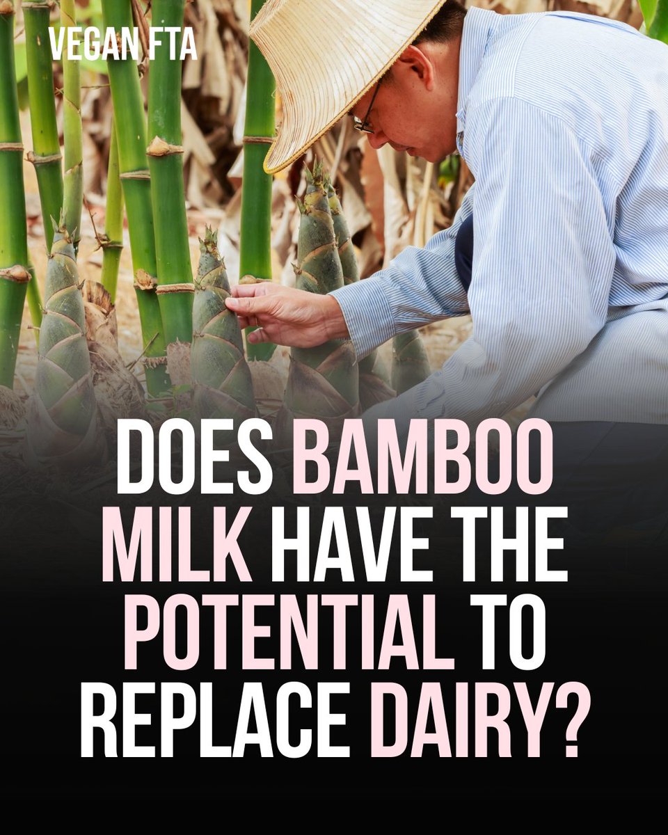Research shows bamboo milk has the potential to replace dairy. 🌱 👉️ Read more: veganfta.com/2024/04/18/res… #bamboo #milk #dairy #plantmilk #plantbased #vegan