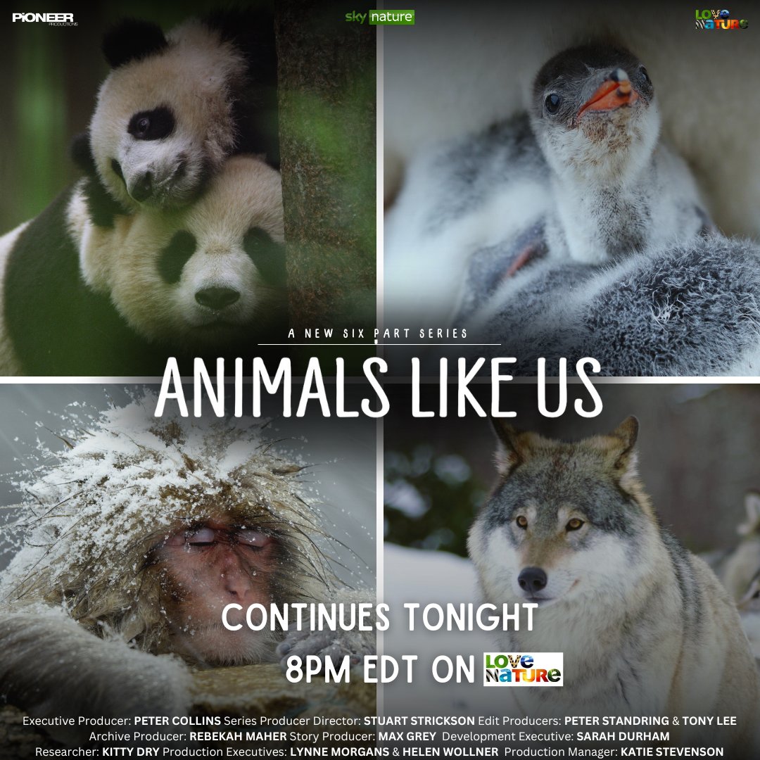 Pioneer_Prod's tweet photo. Tonight, #AnimalsLikeUs continues on @SkyTV #Nature at 6pm BST &amp; @LoveNature at 8pm EDT.

Catch this rare glimpse into the lives of charismatic animals that behave a lot like we do! https://t.co/SLH4YU36zM