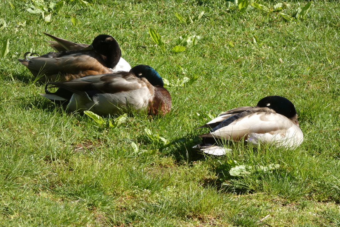 Three snoozing #Mallards for #3sDay. Have a great day, everyone🦆🌞