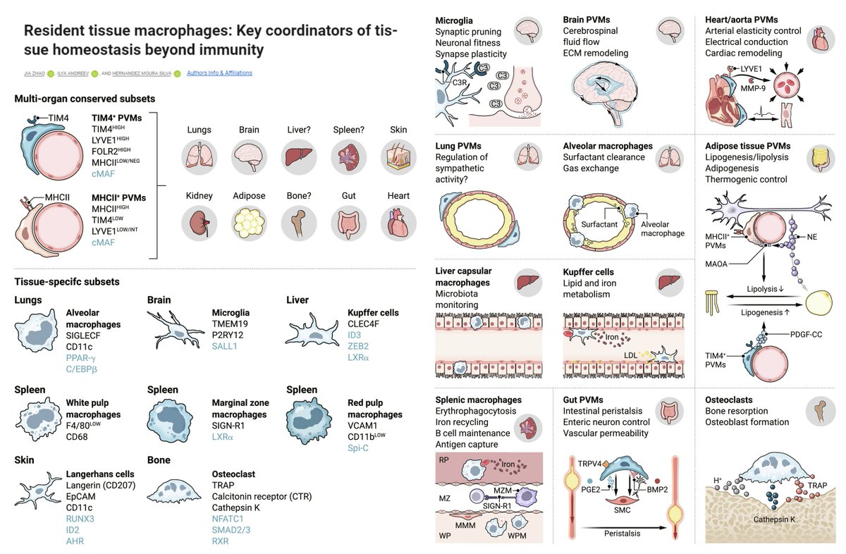 Hao Yin (@haoyin20) on Twitter photo My continued biological education
Resident tissue macrophages: Key coordinators of tissue homeostasis beyond immunity
Organ-conserved vs Organ-specific populations
Amazing review😍
@jiazhao0 <a href="/hernandezmsilva/">Hernandez Moura Silva</a> <a href="/SciImmunology/">Science Immunology</a> 2024
science.org/doi/10.1126/sc… My continued biological education
Resident tissue macrophages: Key coordinators of tissue homeostasis beyond immunity
Organ-conserved vs Organ-specific populations
Amazing review😍
@jiazhao0 <a href="/hernandezmsilva/">Hernandez Moura Silva</a> <a href="/SciImmunology/">Science Immunology</a> 2024
science.org/doi/10.1126/sc…
