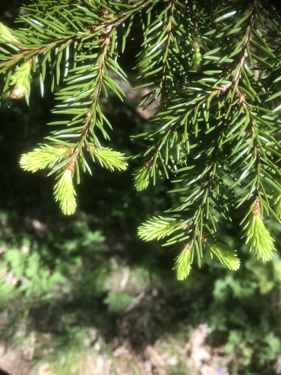 Läckerheter som man hittar i en skog.