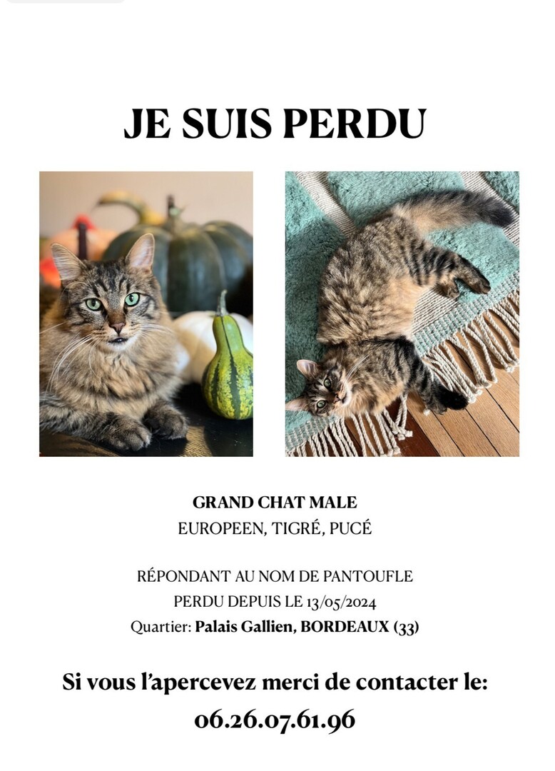 🟠 🐱 Chat perdu le 12/05/2024 à Bordeaux (33000).
Race : Européen / Âge : 29 mois
Pantoufle / Mâle / Identifié(e) : Oui

☎️ 626076189
📧  clairestay13@gmail.com

#VigiPets #chatperdu #chattrouve #chat #perdu #trouve