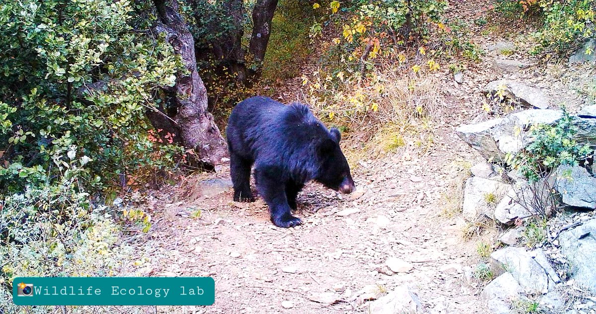 Luciano Bosso (@bossoluciano) on Twitter photo Are you curious to know where the area with the highest levels of activity and #density of #Ursus thibetanus is?
Small clue: #Pakistan 🇵🇰
Read our latest paper on this amazing #bear on RG shorturl.at/xGOR0 or MDPI shorturl.at/fZ239
Have a nice reading!
<a href="/CNRsocial_/">CNR Consiglio Nazionale delle Ricerche</a> Are you curious to know where the area with the highest levels of activity and #density of #Ursus thibetanus is?
Small clue: #Pakistan 🇵🇰
Read our latest paper on this amazing #bear on RG shorturl.at/xGOR0 or MDPI shorturl.at/fZ239
Have a nice reading!
<a href="/CNRsocial_/">CNR Consiglio Nazionale delle Ricerche</a>