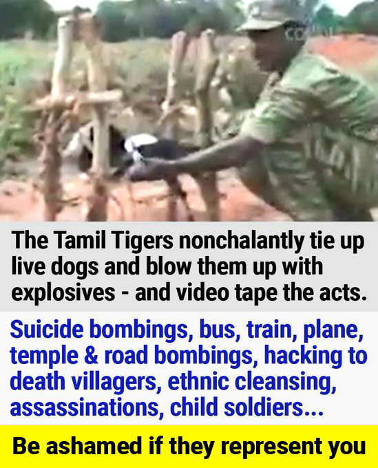 🇱🇰 Reconciliation can start when Tamil people stop venerating terrorists and stop having their cultural calendar as a society revolve around a terrorist organization banned in numerous countries across the world. It's time for Tamil introspection 🙏 

#SLnews #Colombo #Sinhala