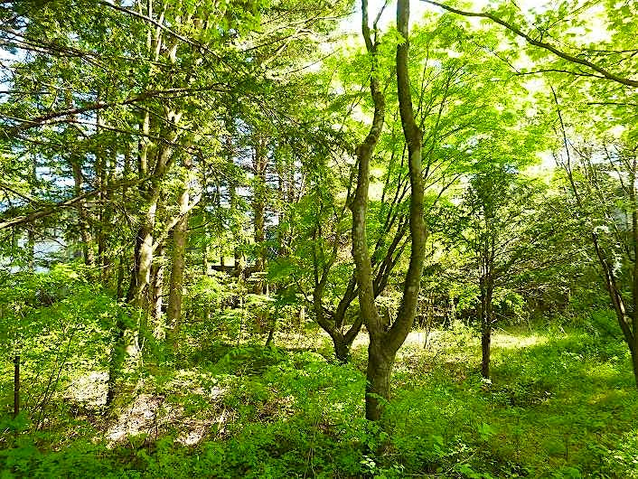 viilaco's tweet photo. 新軽井沢別荘地
1,657.97m²
https://t.co/nQDEKhw6aa
#長野県 #軽井沢町 #土地 https://t.co/C4ljXZxoNB
