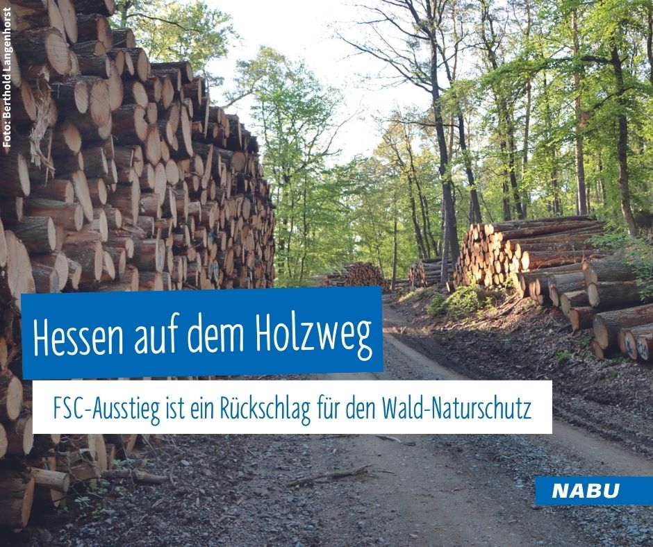 Nach dem katastrophalen #Waldzustandsbericht will #Hessen den Ausstieg aus der FSC-Zertifizierung! Absolut unverständlich für uns, @bund_hessen, @HGON_eV und @IGBAU: Wir sind überzeugt, dass der Verzicht nur Nachteile bringen wird. mehr👉tinyurl.com/mrzkrz3u #Waldschutz