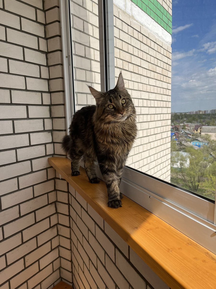 Пипец мы пушистые!!