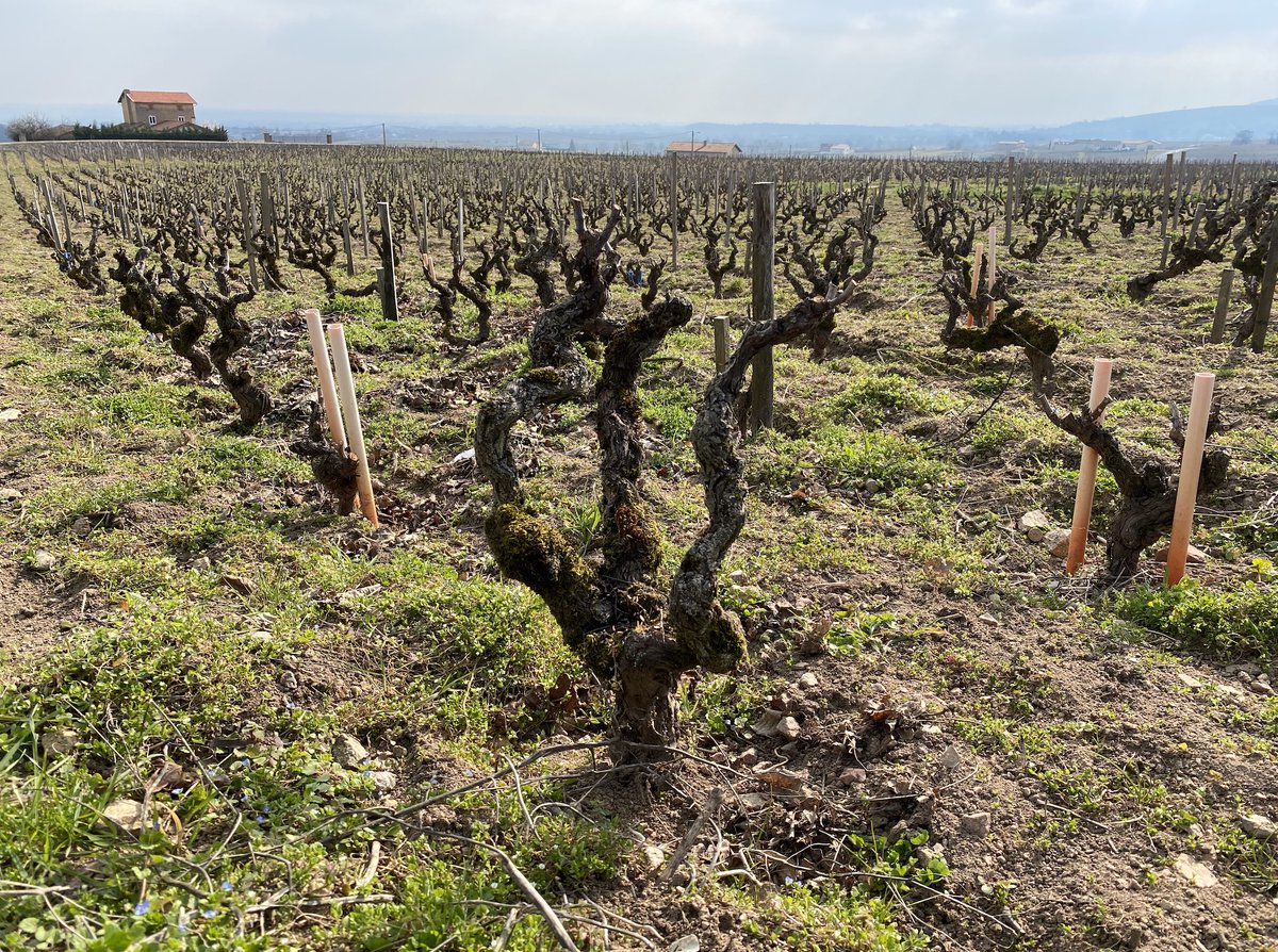 Gamay has a scientific advantage against global warming because it has a much more stable and higher acidity (lower pH) than pinot noir or syrah. Heat doesn’t easily burn out the grape’s subtle aromas. Read more here: jamessuckling.com/wine-tasting-r…