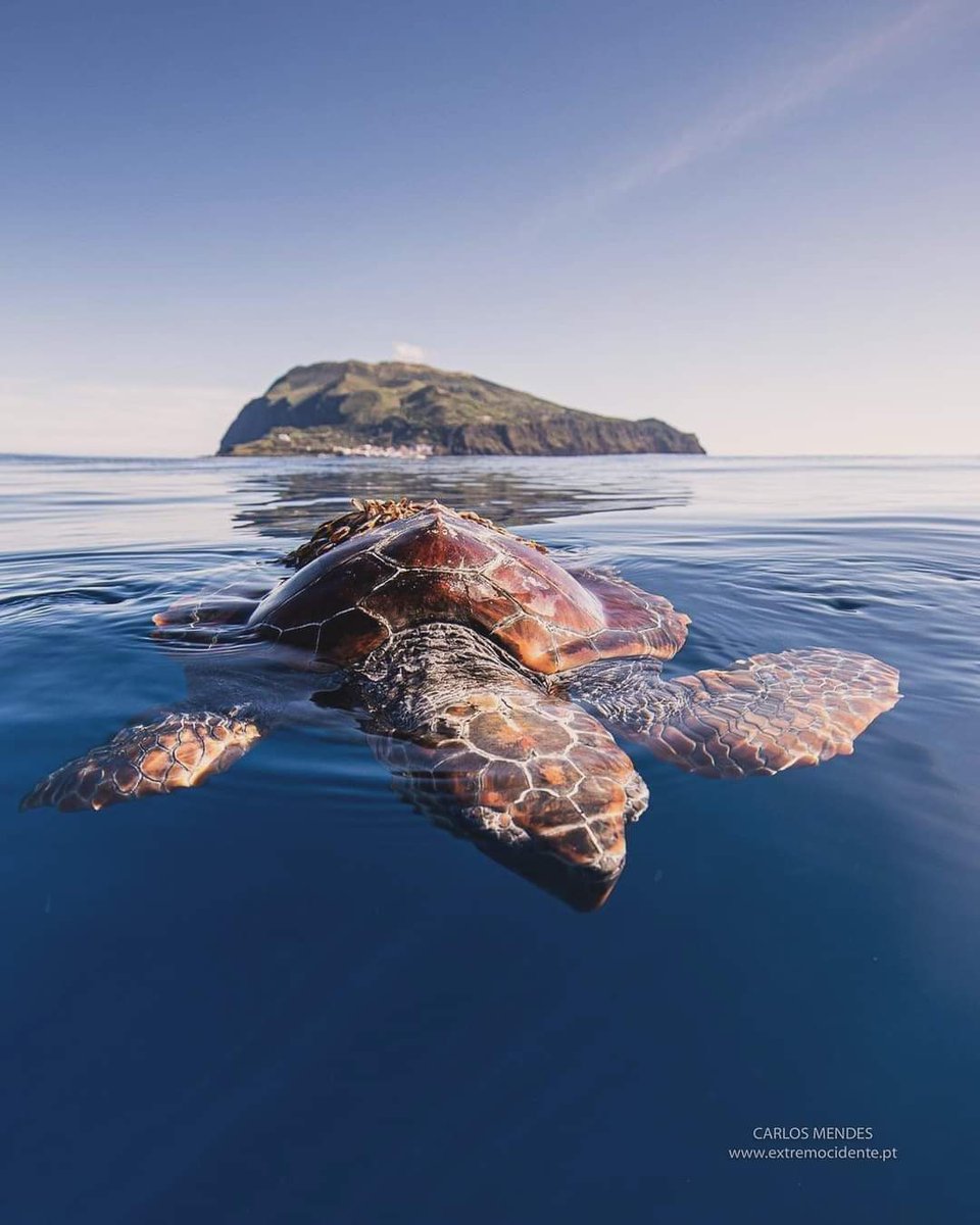 Ilha do Corvo, Açores, Portugal ❤️❤️❤️❤️
Corvo Island, Azores, Portugal ❤️❤️❤️❤️

📷 Carlos Mendes