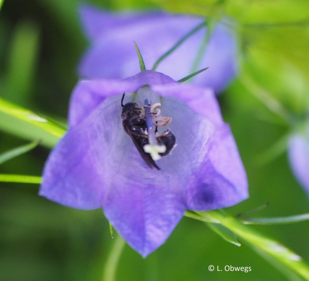 🐝Happy #WorldBeeDay!🐝 
Shoutout to Lisa Obwegs, our PhD student, who investigates how land-use intensity and #urbanization impact #WildBee communities &amp; their #functionalcomposition. 🏙️🌸 
Let's keep buzzing, safeguarding #biodiversity &amp; fostering a #sustainable tomorrow. 🌎💛