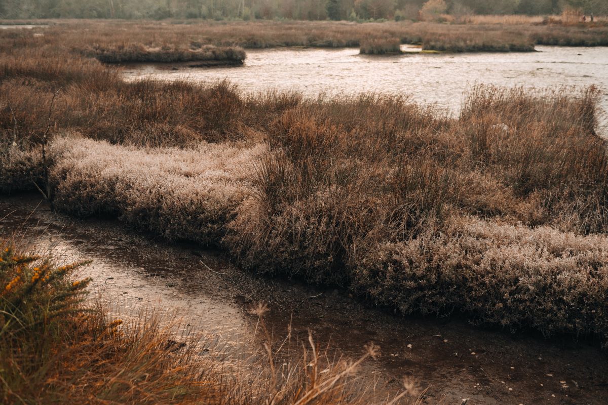 A new paper in <a href="/STOTEN_journal/">STOTEN</a> reviews organic #carbon accumulation in British #saltmarshes. The study suggests the low accumulation rates highlight the need to protect the organic carbon already locked away in #saltmarsh soil. Read more 👉
loom.ly/-NRTJ-8