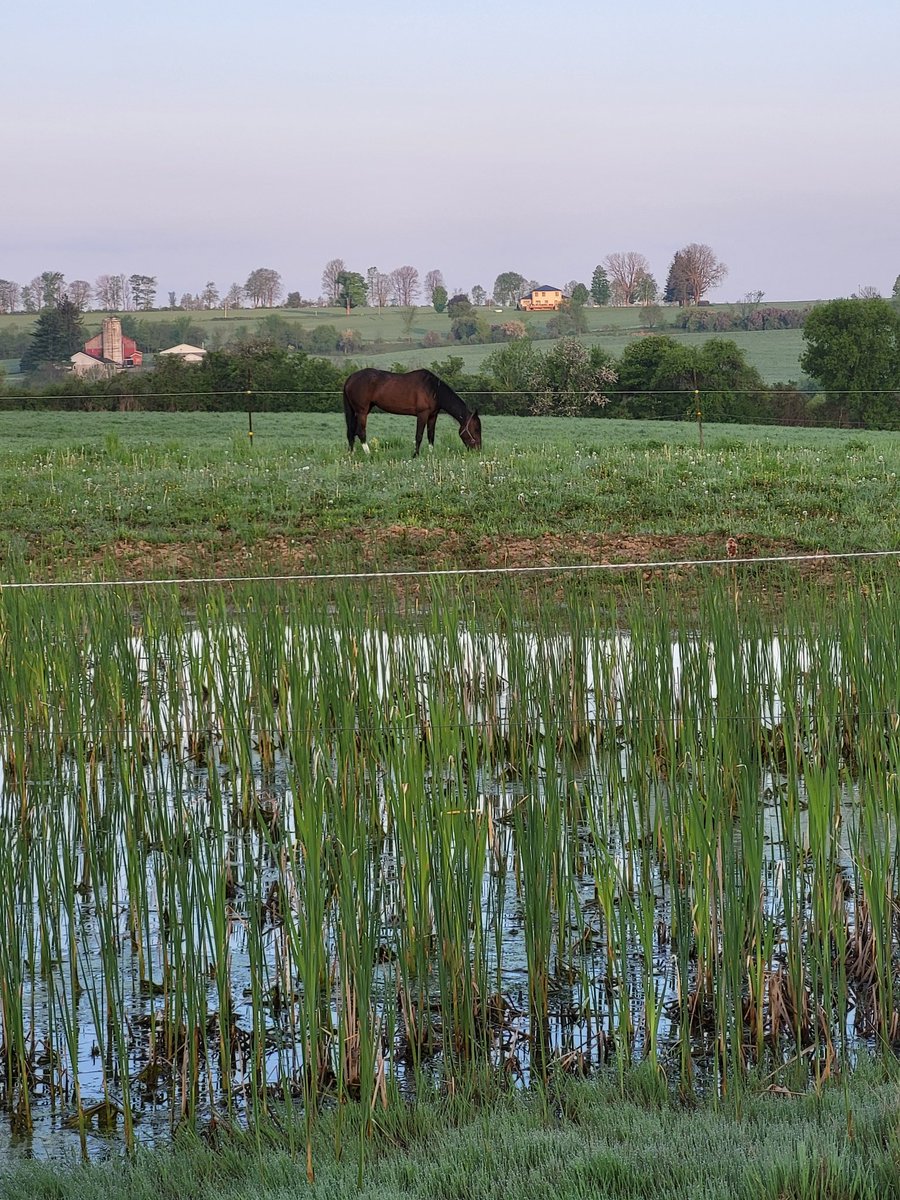 Some mornings are just better! Peaceful start to a great day, 🐴 getting some r n r.
#standardbreds #special
