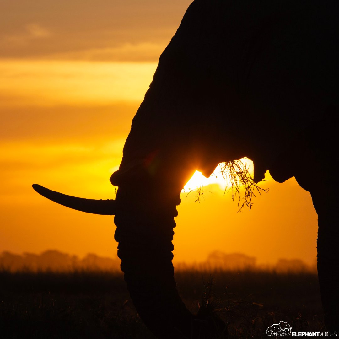 elephantvoices's tweet image. Today is #EndangeredSpeciesDay - A day dedicated to raising awareness &amp;amp; highlighting actionable steps to support conservation efforts. 

We encourage you to seize this opportunity to explore #TheElephantEthogram &amp;amp; learn more about elephants:  elephantvoices.org/elephant-ethog…