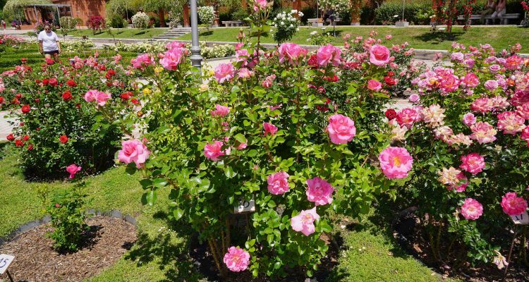 📢La rosa 🌹 más bonita de #Madrid se elige en la Rosaleda del Parque del Oeste 🗓El próximo día 17 de mayo se celebrará el Concurso Internacional 👉informate.madrid.es/vop1z1