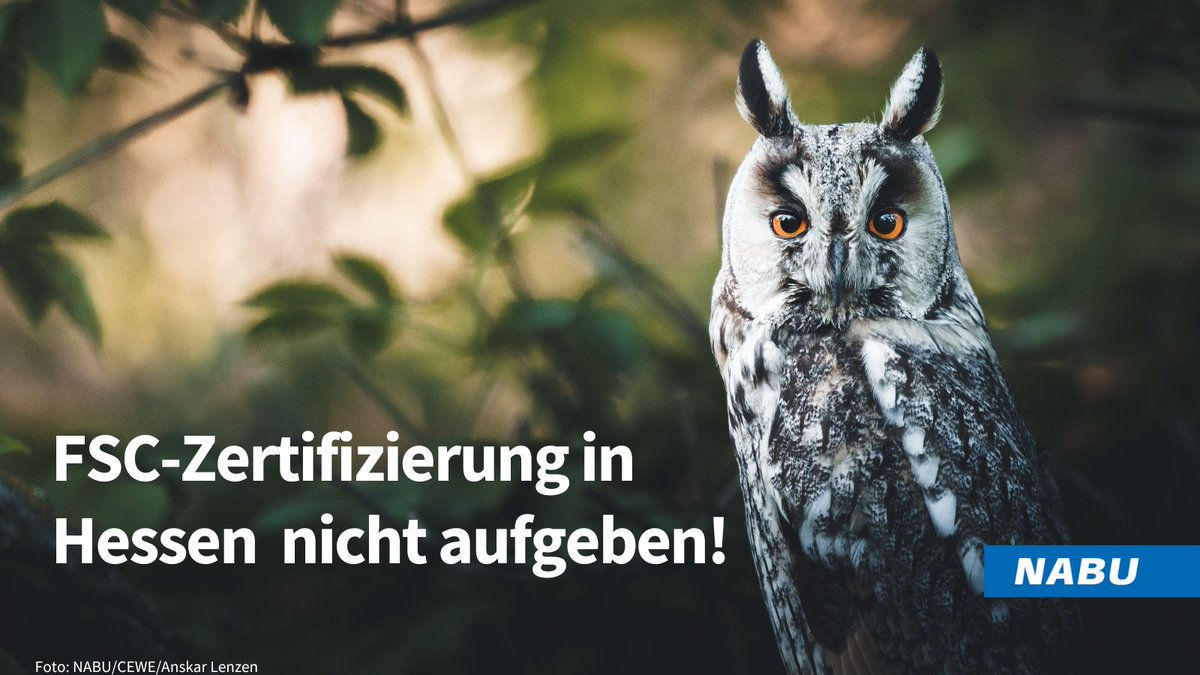 🌳 Das Land Hessen will seine #FSC-Zertifizierung auf 340.000 ha Staatswald aussetzen. Dabei setzt das Siegel wichtige ökol. & soziale Standards. Angesichts massiver Waldschäden durch #Klimakrise & unregulierte Forstwirtschaft also ein fatales Vorhaben! hessen.nabu.de/modules/presse…