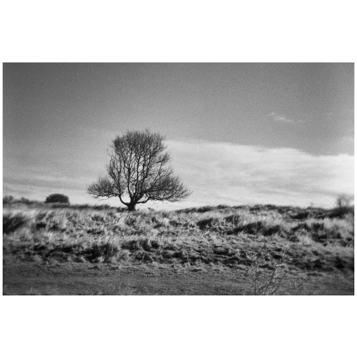 SVF Holga 120 FN #filmphotography #believeinfilm #kentmere400