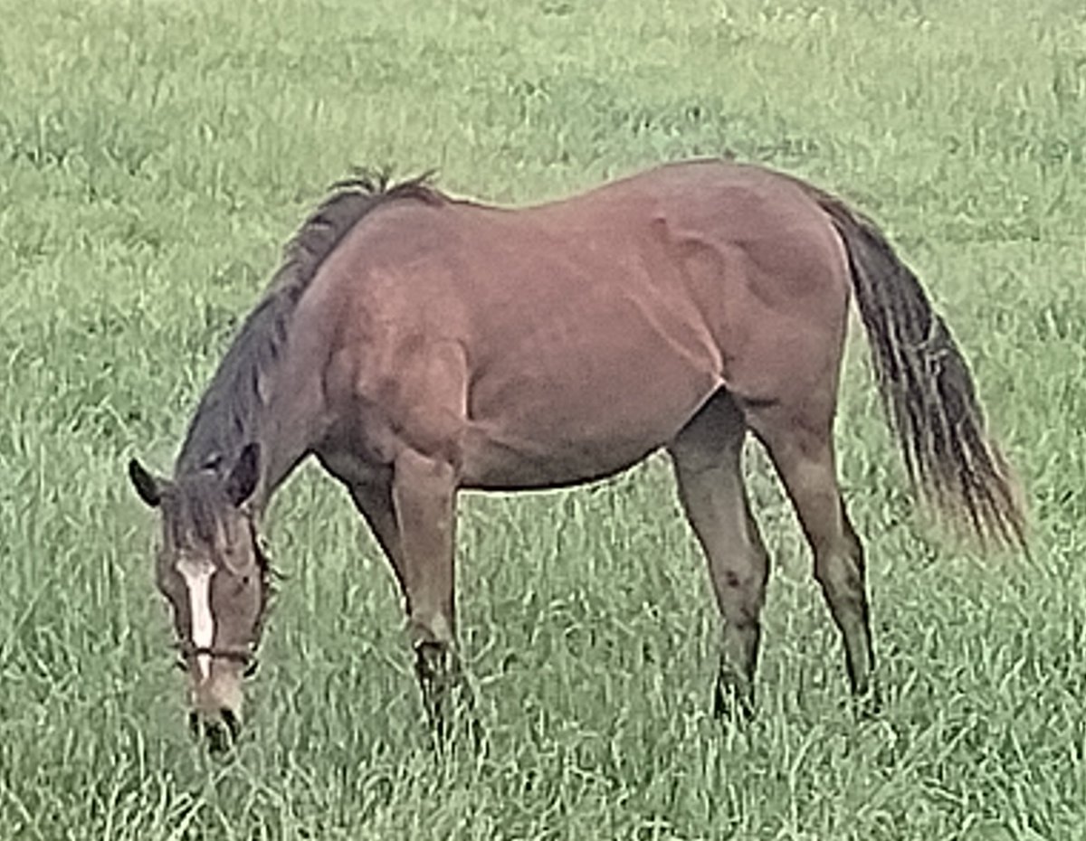 A son of GOLDENCENTS won the Derby this year, and in our paddock we have a homebred yearling daughter, SUMMIT POINT CAT, a daughter of our MOUNTAINEER CAT. Baby girl is growing up and looks fantastic amidst the spring Virginia grass.