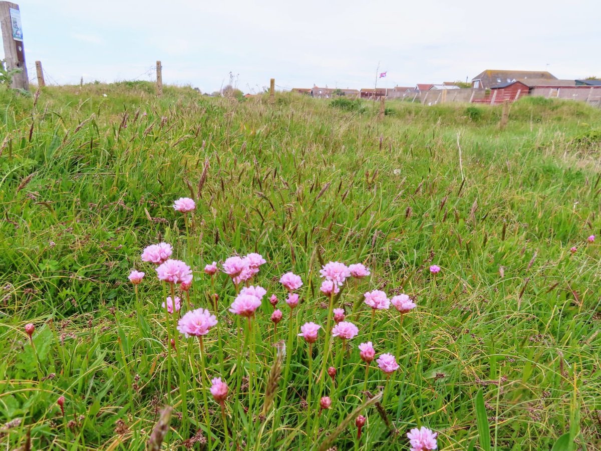 These are just some of the incredible wildflowers out across the nature reserves we manage! Join us to find out more about how to identify local wildlife at one of our upcoming events: tinyurl.com/3j8erae5 . @fstonehythedc @NaturalEngland @BSBIbotany #wildflowers #Kent